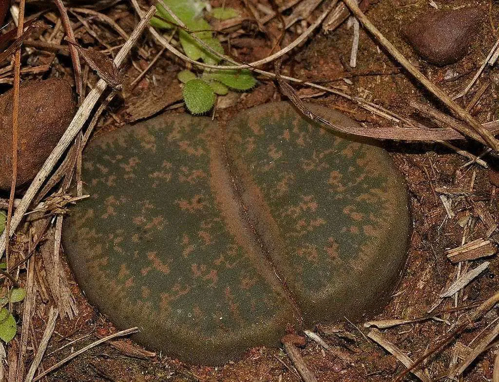 Brown patterned leaf tops divided by a cleft.