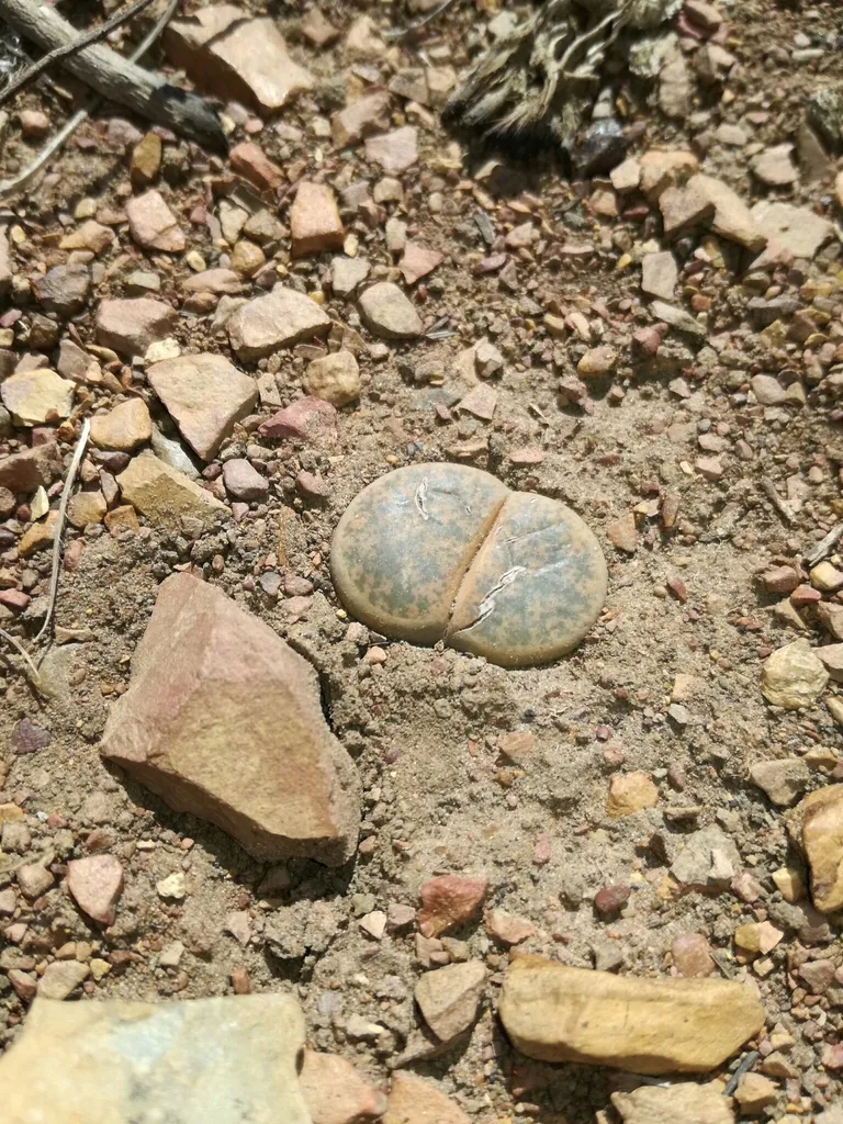 Paired blue-gray leaf tops among gravel.