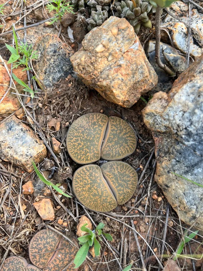 Two patterned heads nestled beside stones.