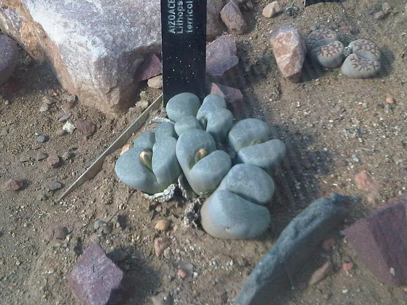 Cluster of blue-gray paired heads in a display bed.