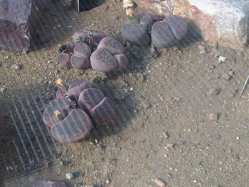Dark paired heads with striped upper surfaces.
