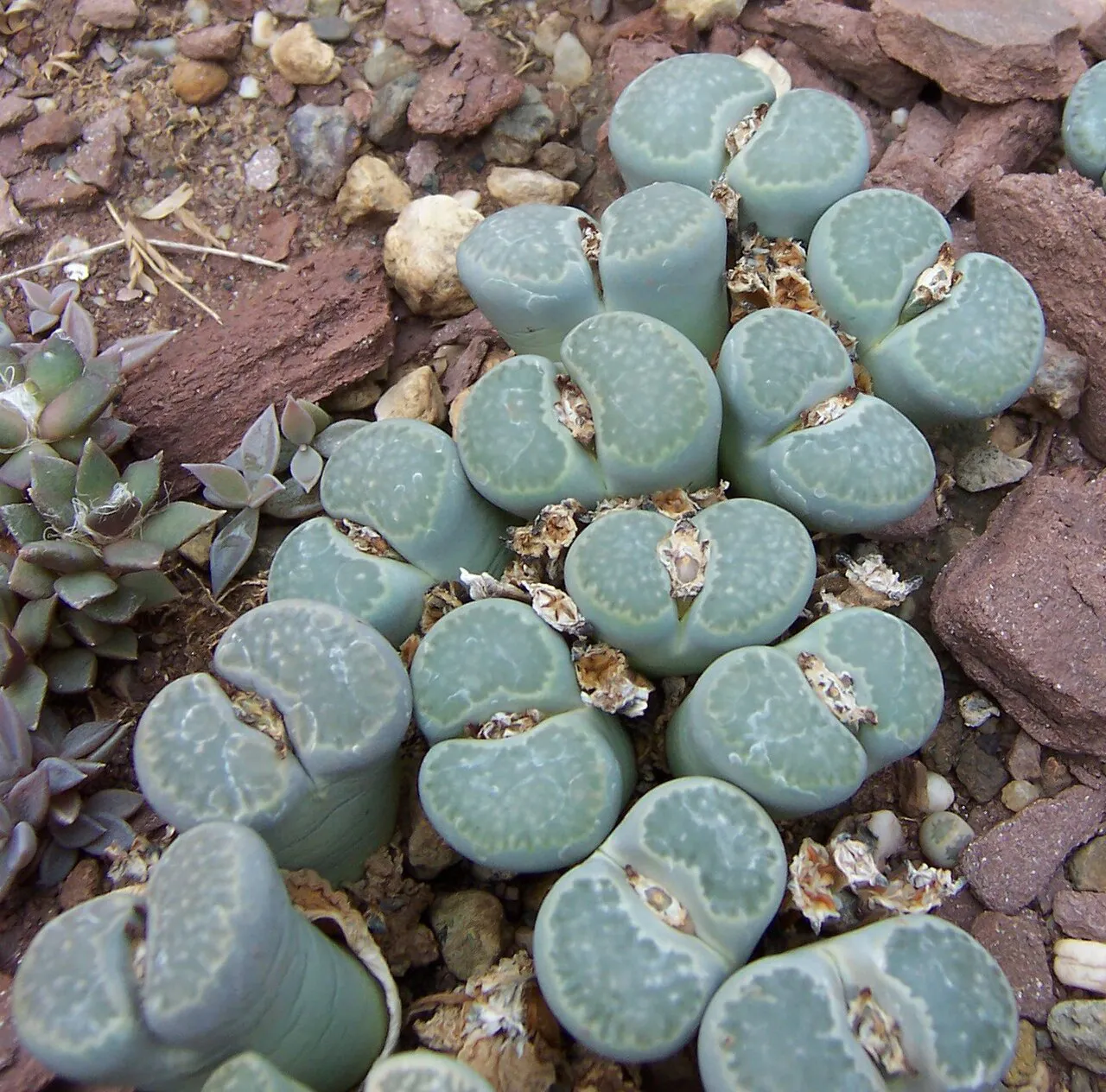 Many pale blue-gray heads among gravel.