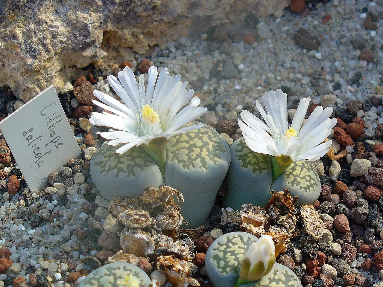White flowers above paired gray leaf tops.