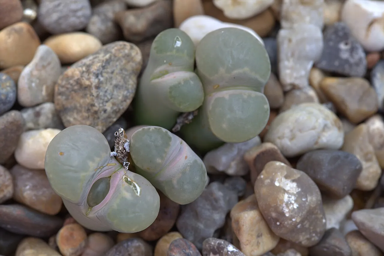 Several smooth gray heads among rounded stones.