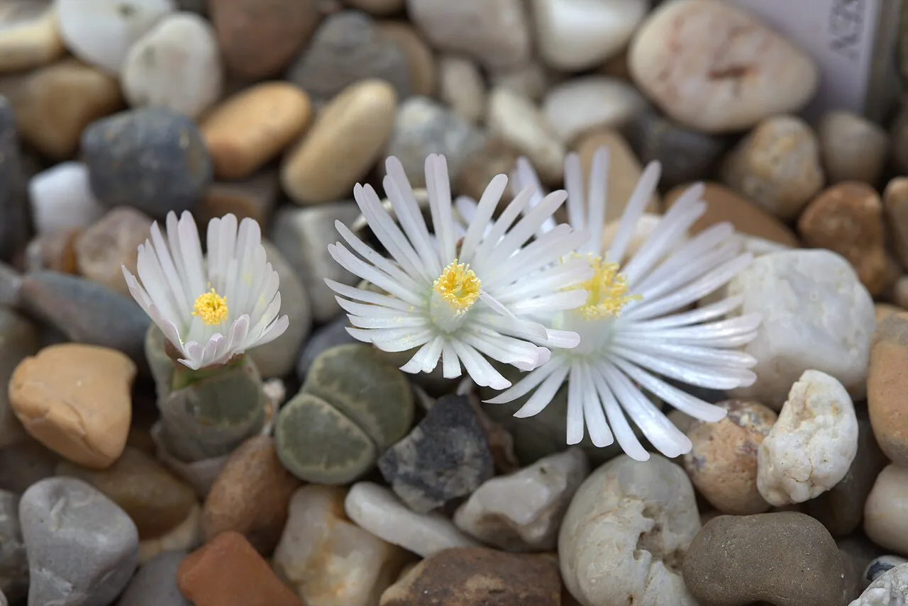 White flowers above low paired heads.