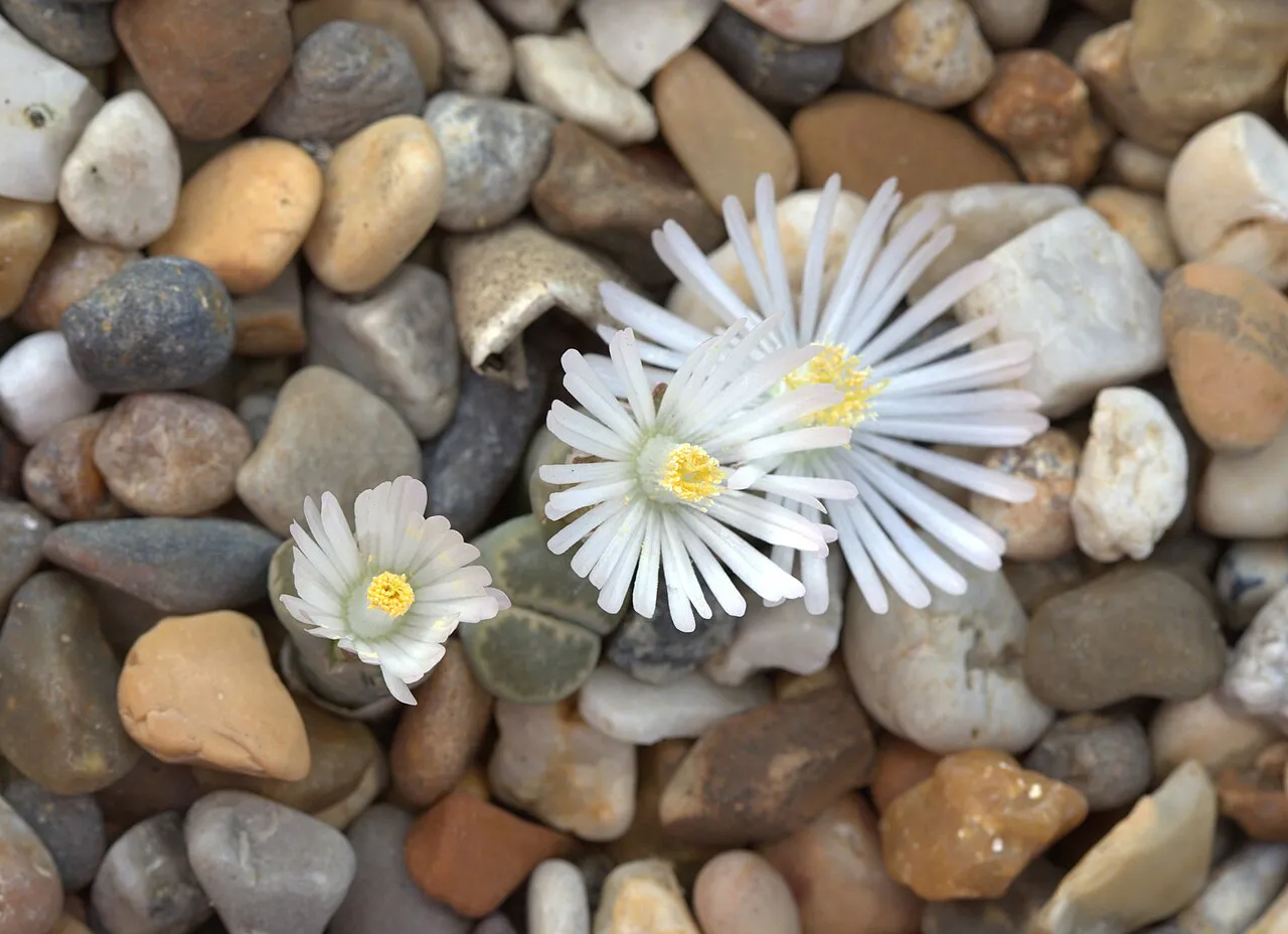 White flowers with yellow centers among pebbles.