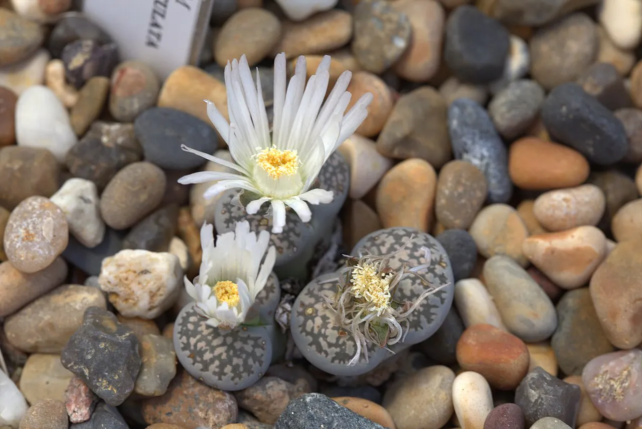 Open white blooms beside patterned gray heads.