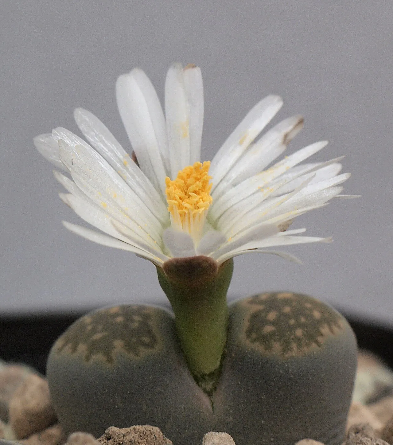 Single white flower above a paired gray head.