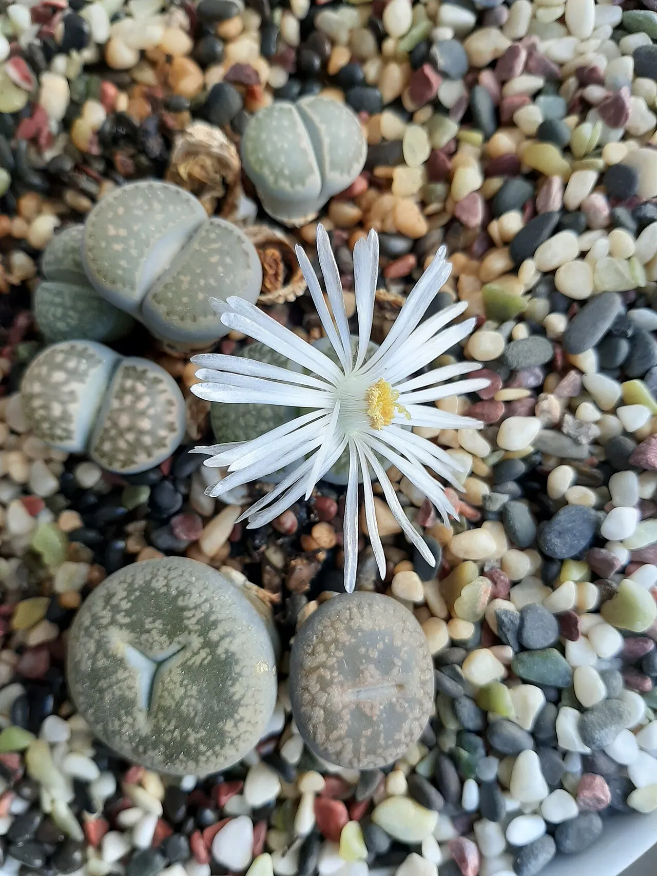 White flower beside several small gray heads.