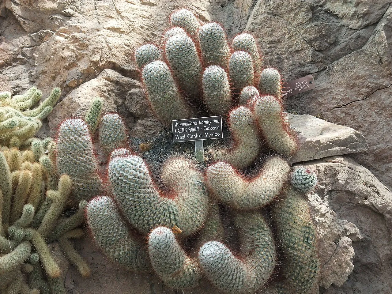 Numerous finger-shaped offsets in a dense clump.