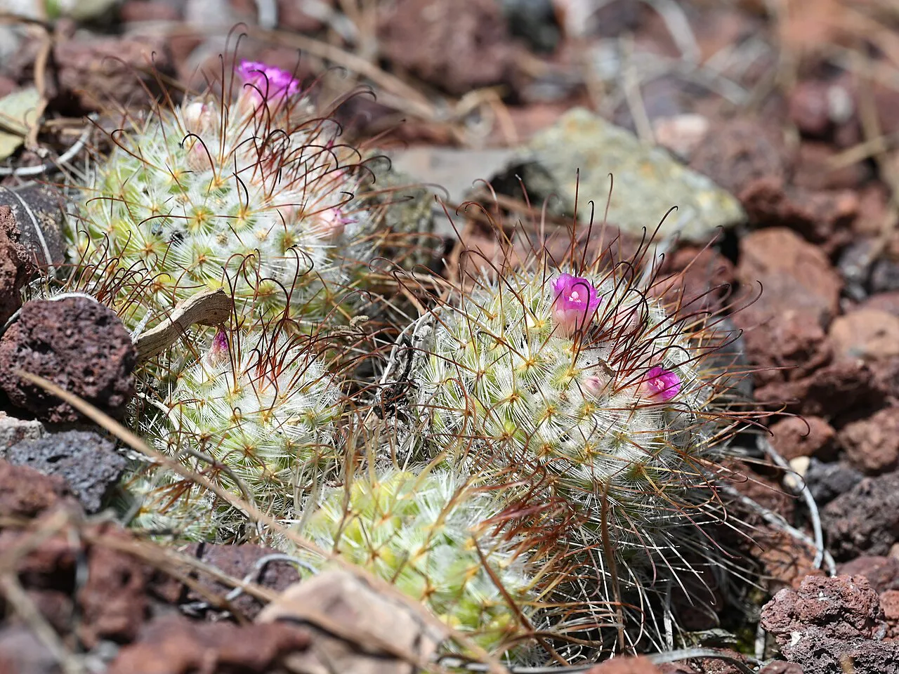 Small pink blooms above lightly colored stems.