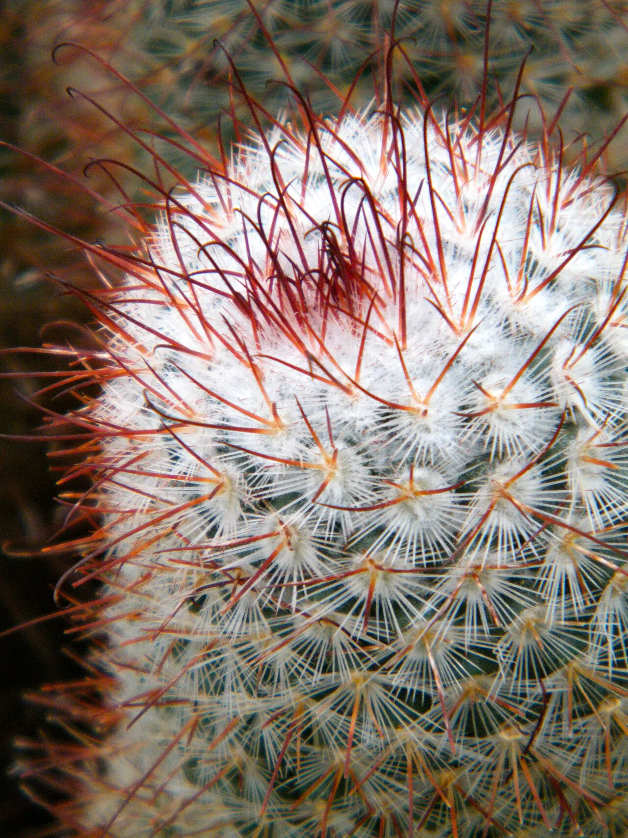 Reddish central spines over a woolly crown.