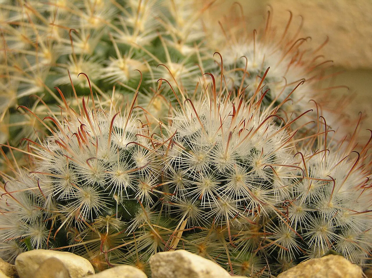 Curved central spines and dense radial spines.