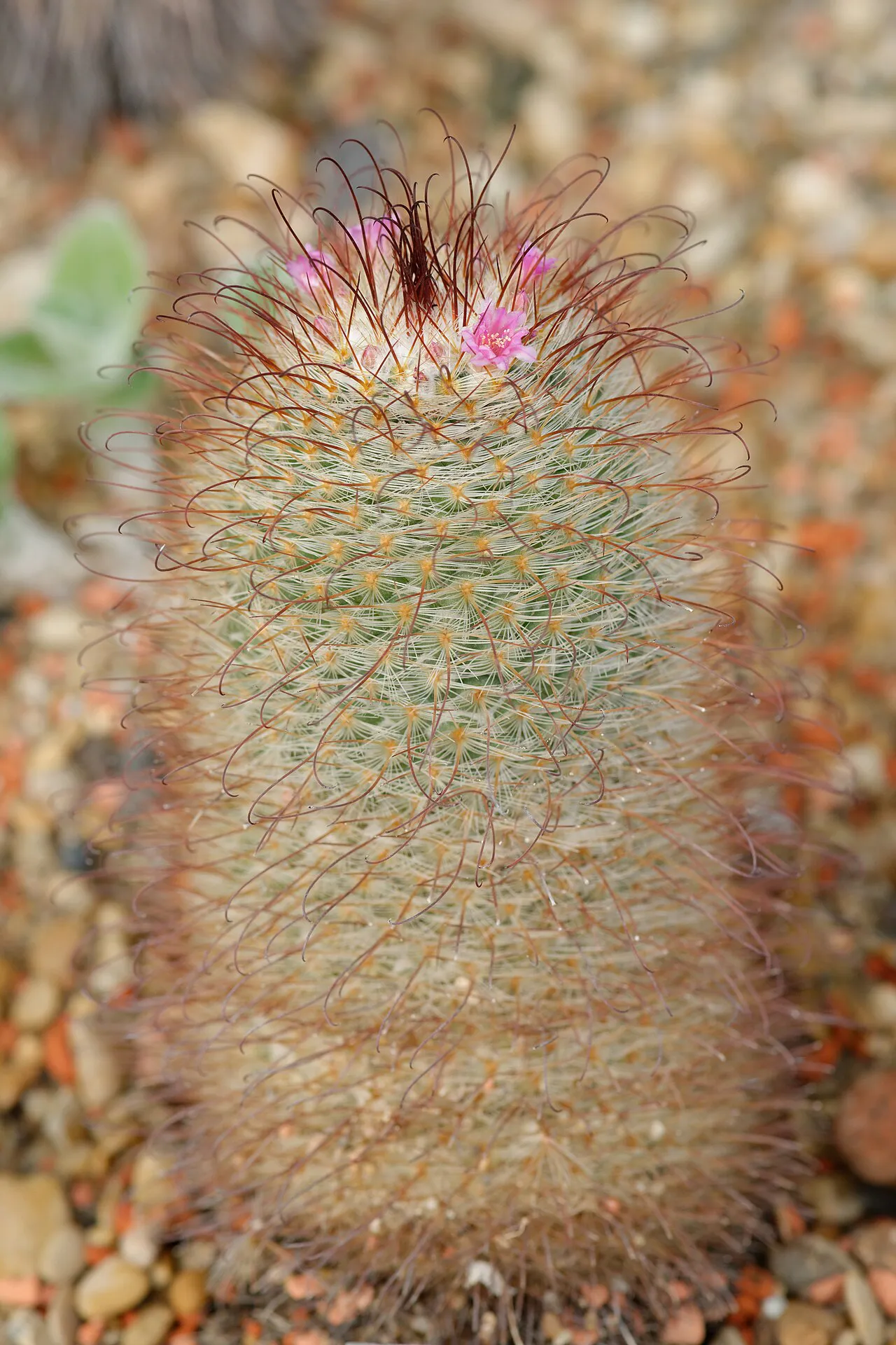 Elongated pale stem with pink crown flowers.