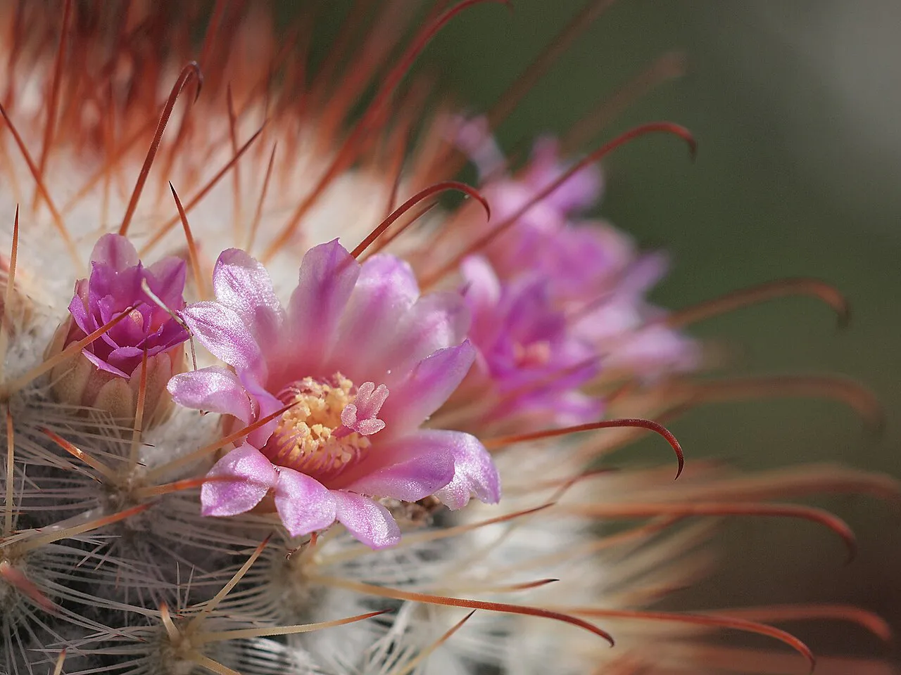 Pink flower among hairs and hooked spines.