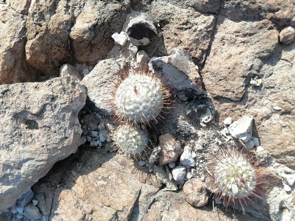 Small woolly cacti tucked between rocks.