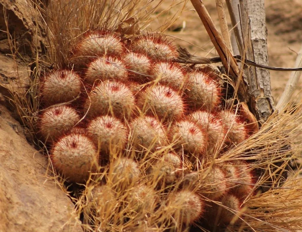 Dense cluster of rounded, reddish-spined heads.