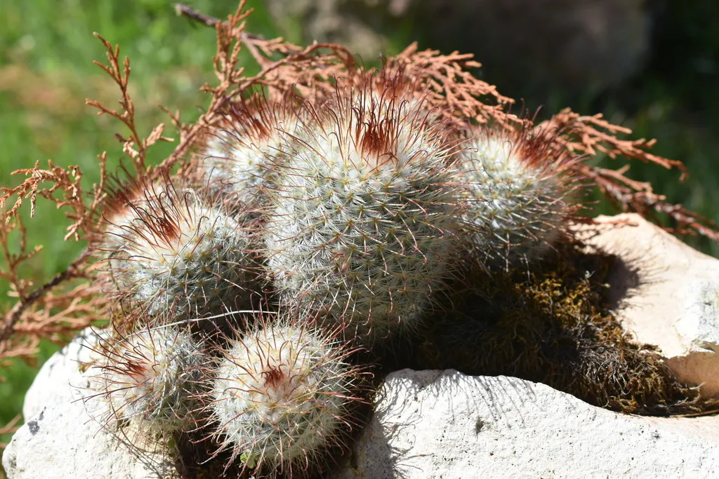 Cluster of white-haired heads beside rocks.