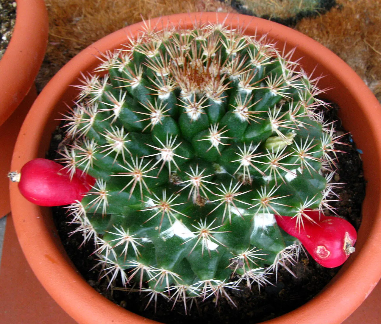 Rounded potted stem with red fruits.