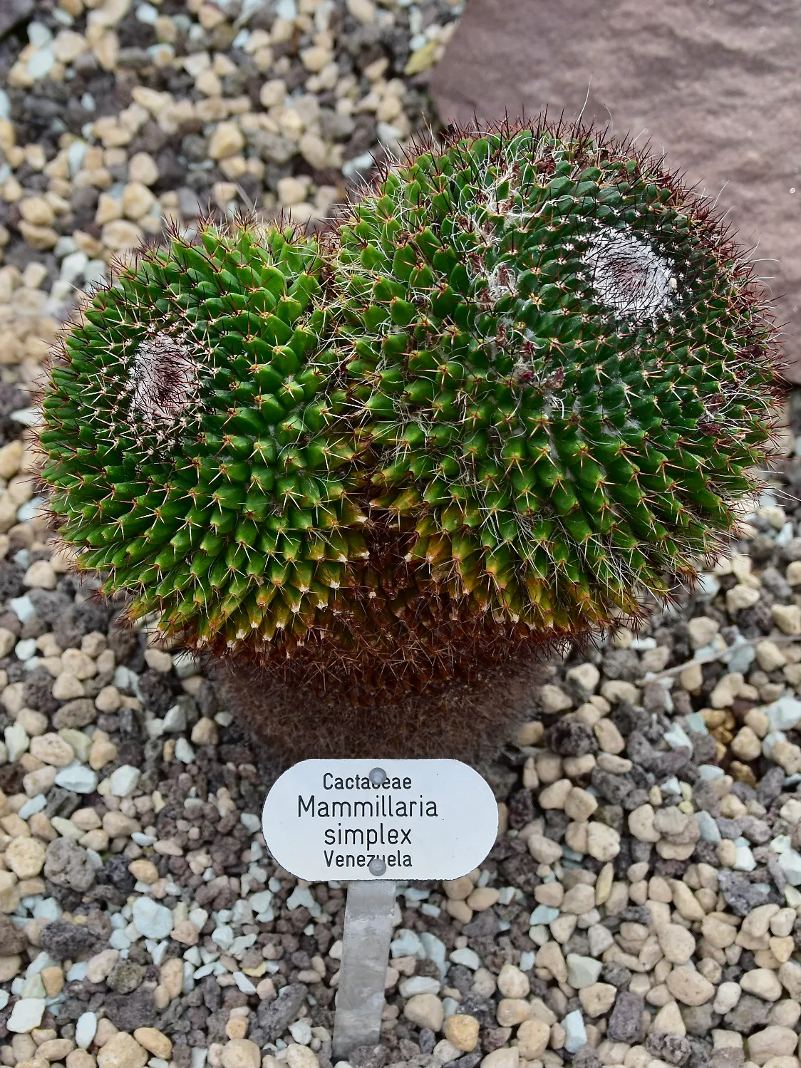Two rounded heads in a gravel bed.