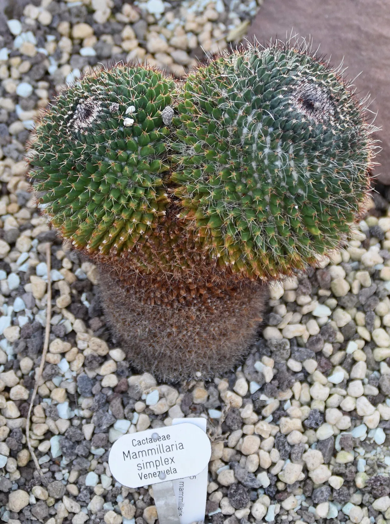 Cylindrical base beneath rounded green heads.