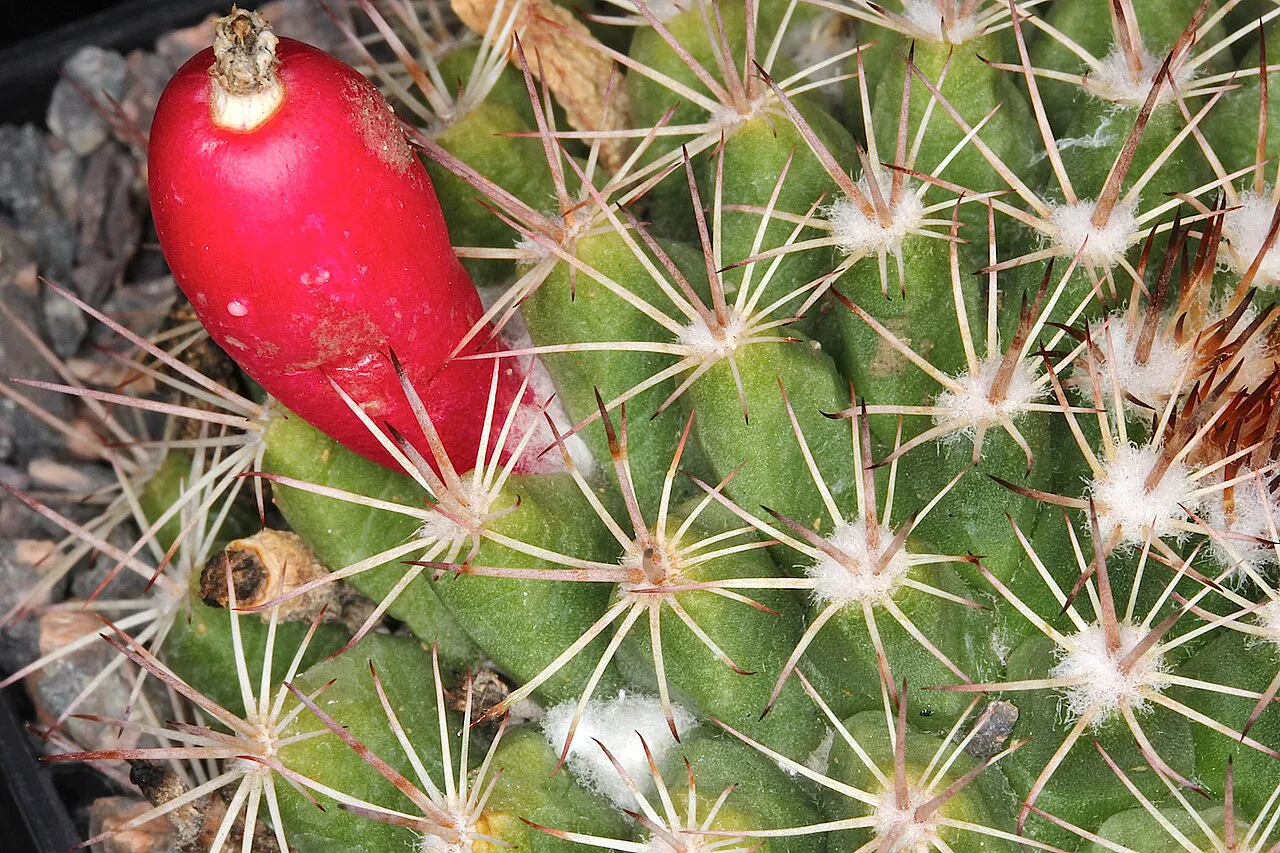 Glossy red fruit beside radiating spines.