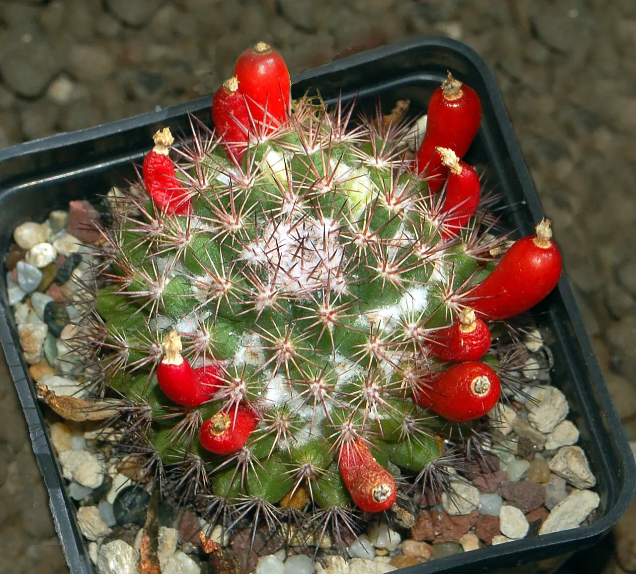 Several red fruits around a spiny crown.