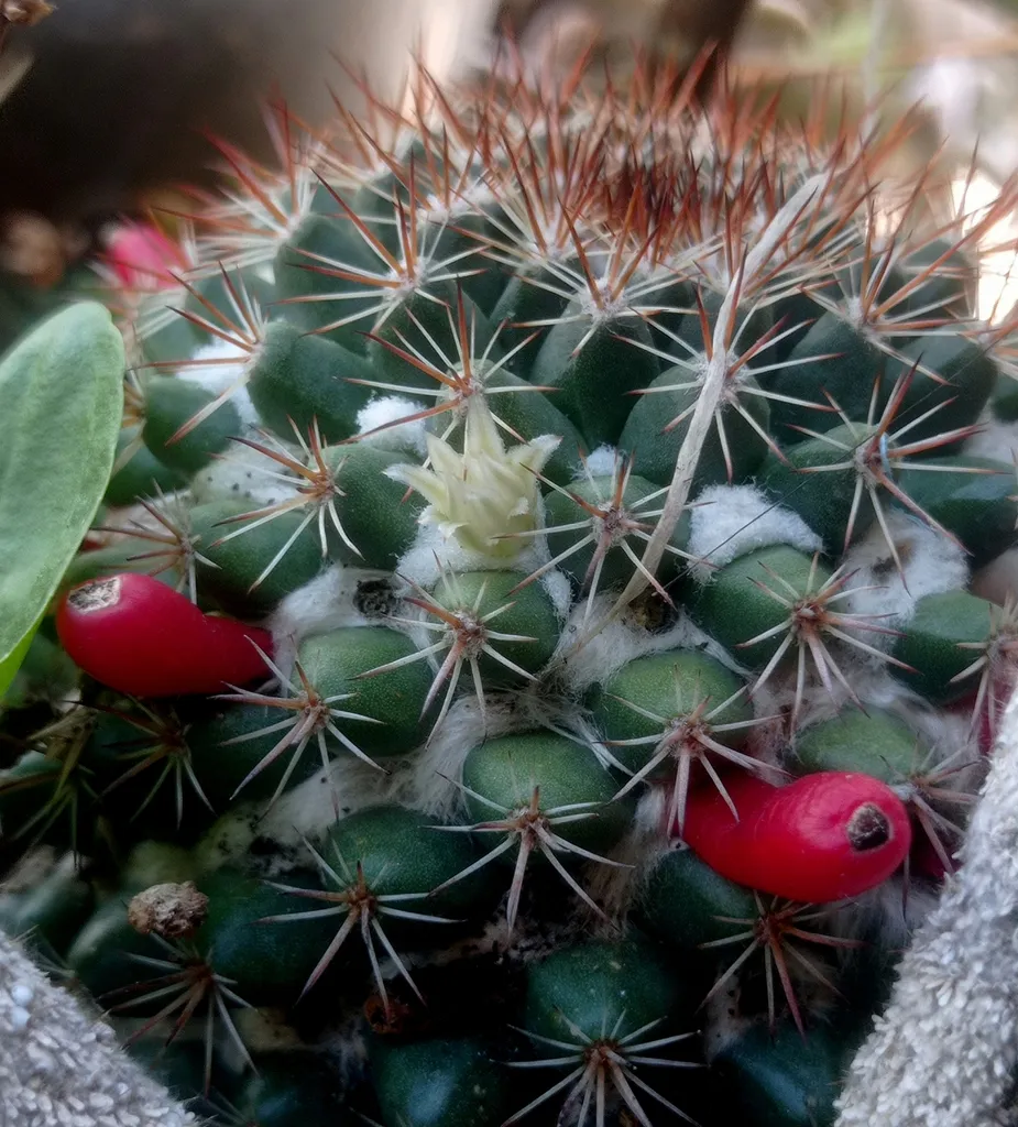 Red fruits between star-shaped spine clusters.