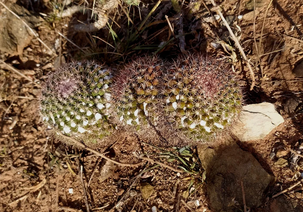 Rounded stems among dry ground debris.
