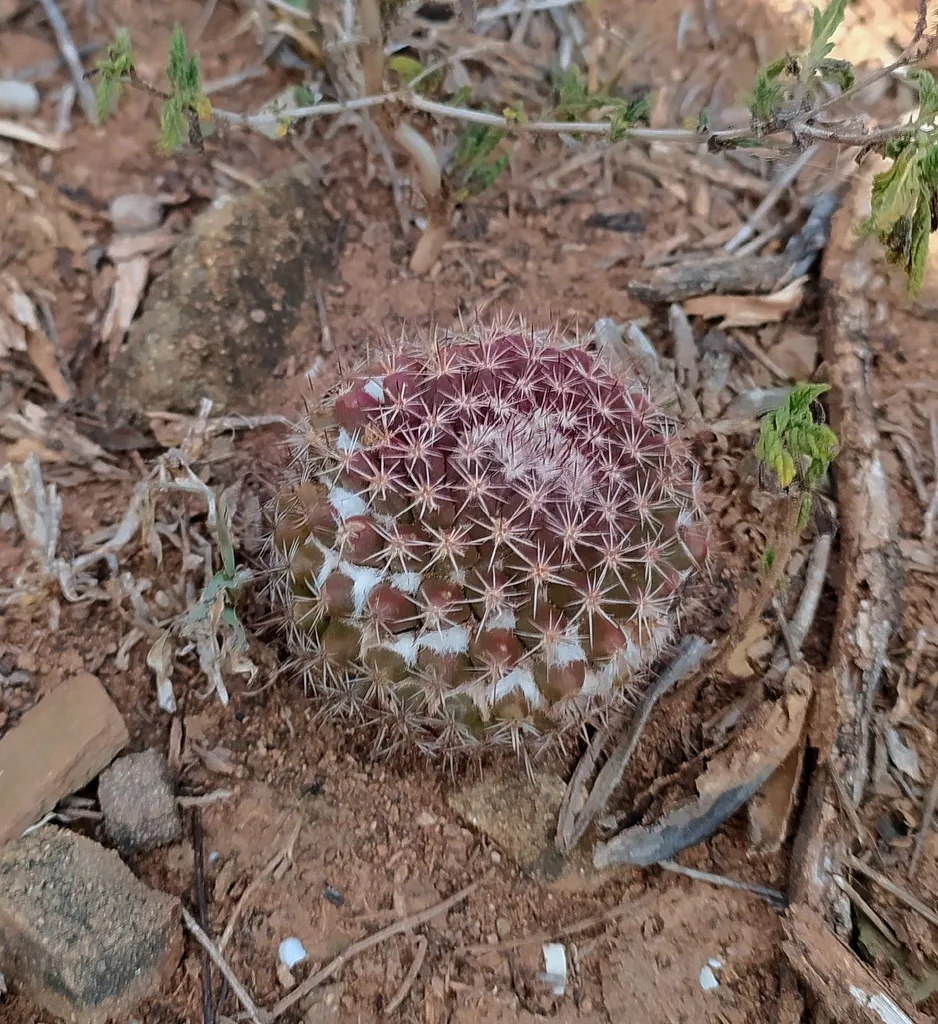 Rounded cactus at soil level.