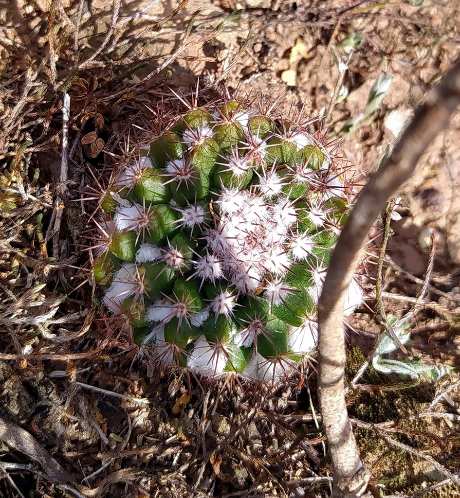 Green cactus among twigs and leaf litter.