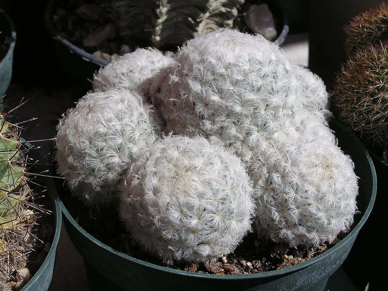 Rounded white heads filling a pot.