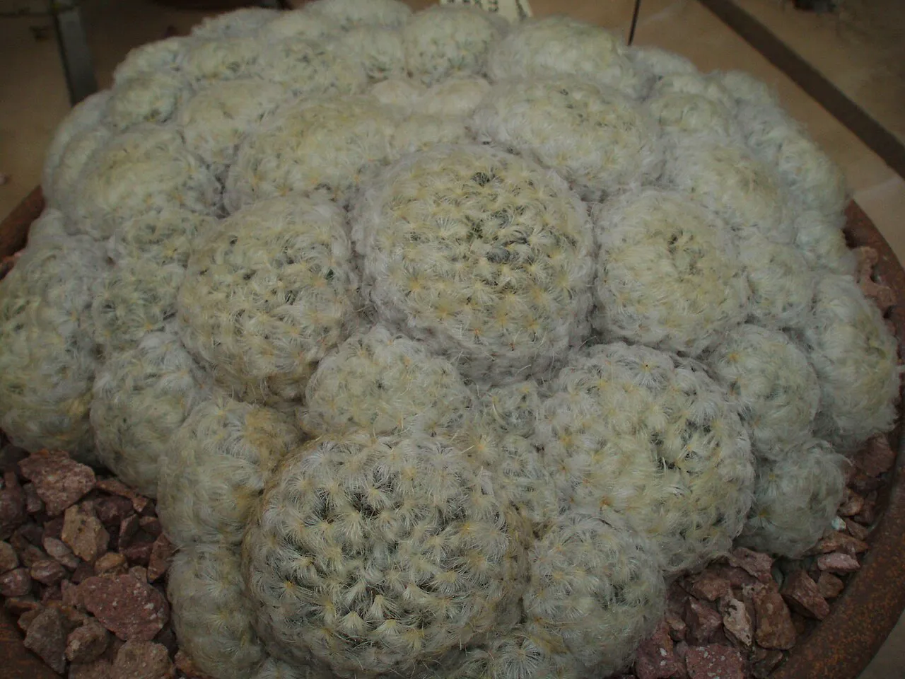 Large low cushion of many pale heads.