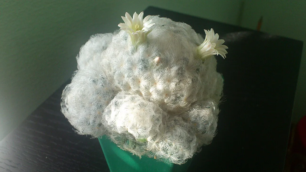 Small pale flowers on a white-haired cluster.