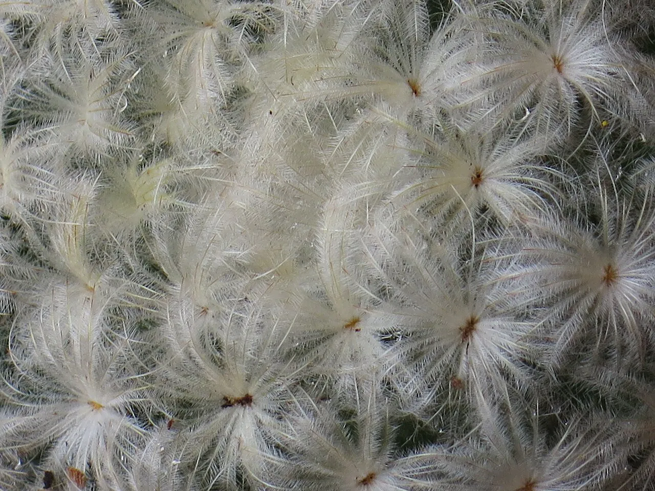 Feathery radial spines overlapping across the surface.