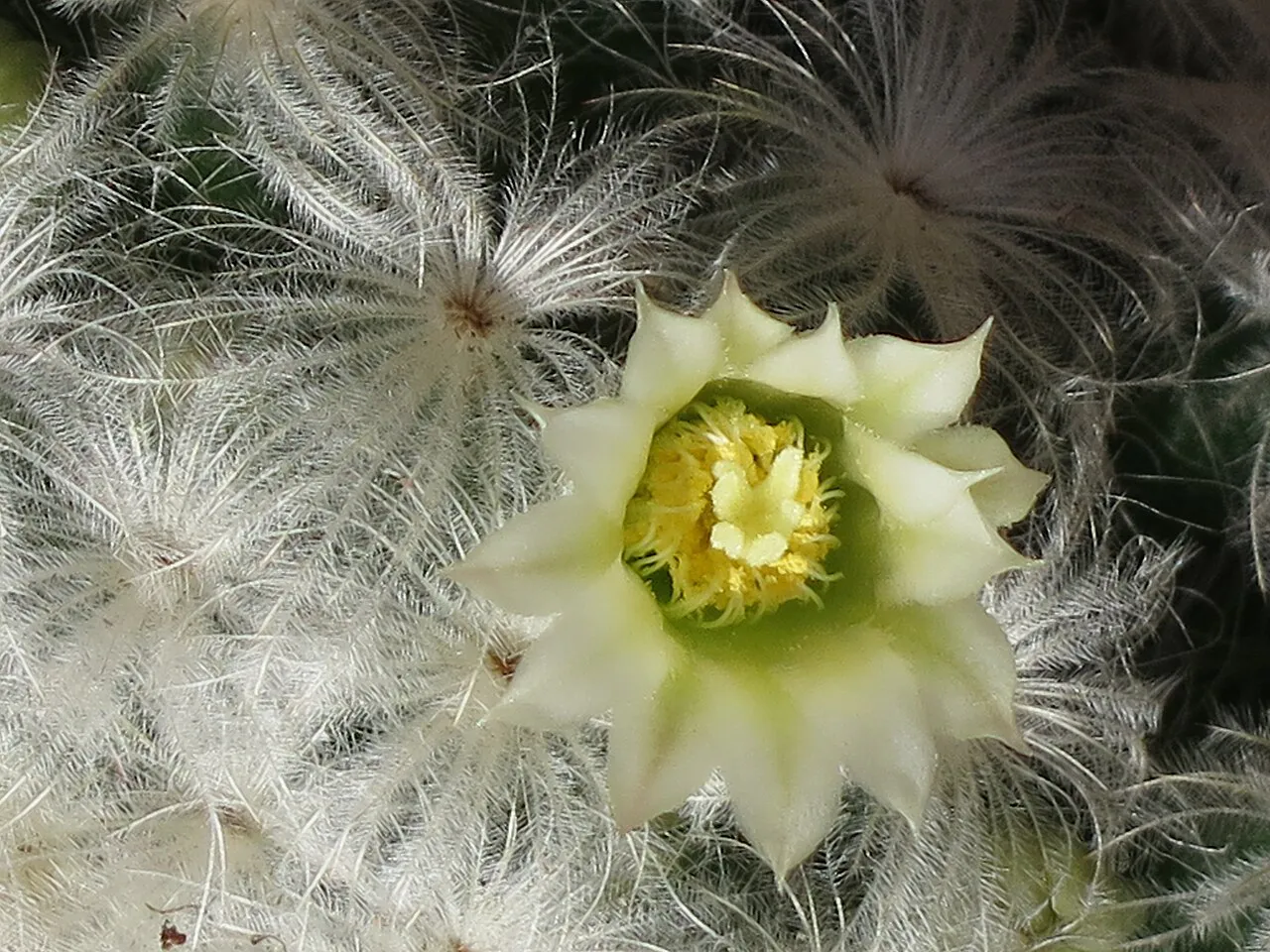 Pale yellow flower among feathery spines.