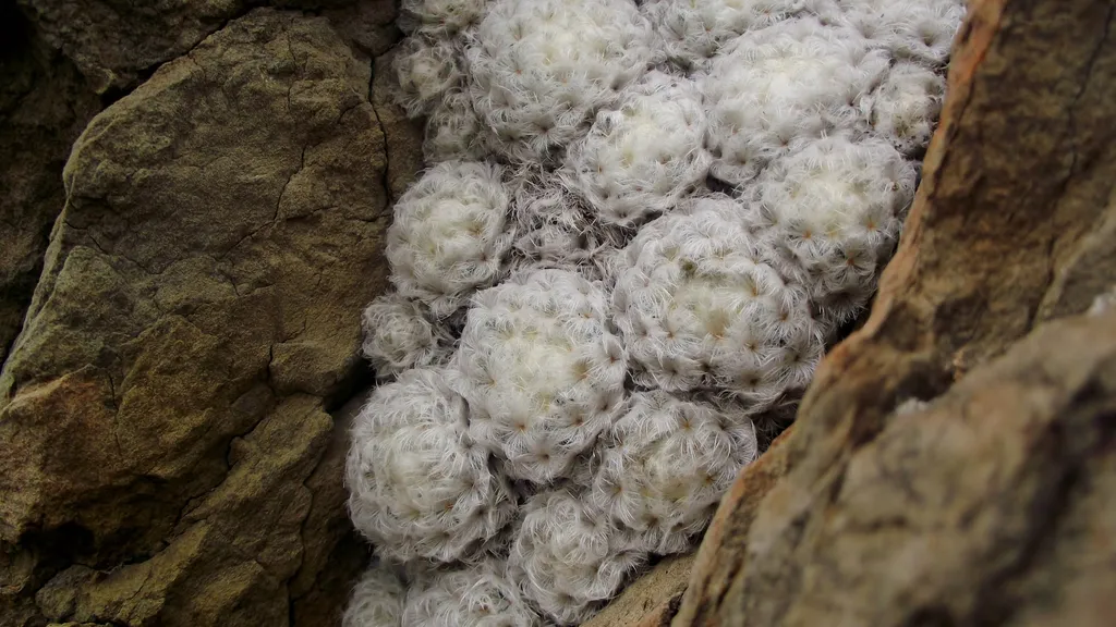 Cluster of pale heads in a rock crevice.