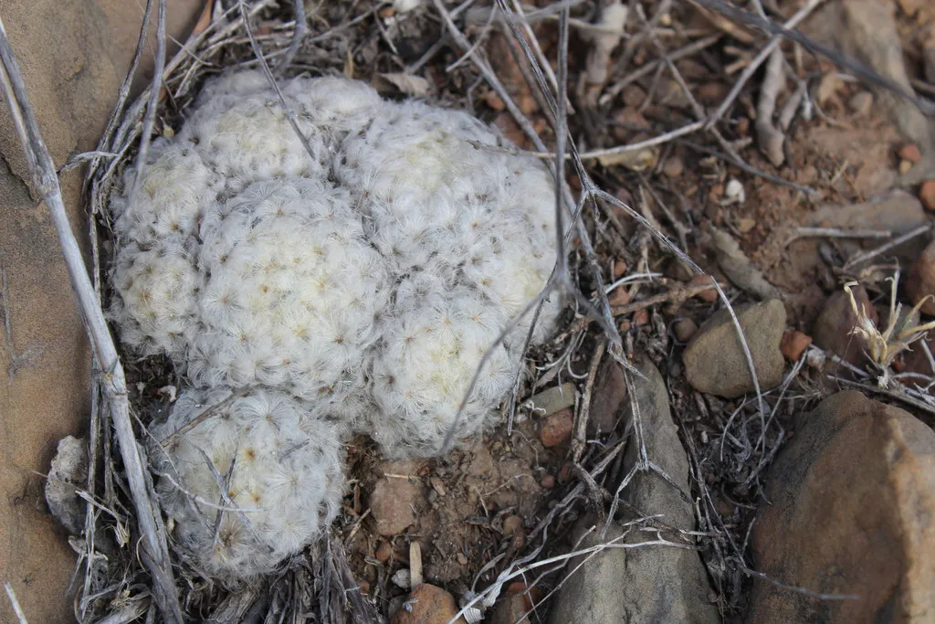 Rounded white heads among stones and twigs.