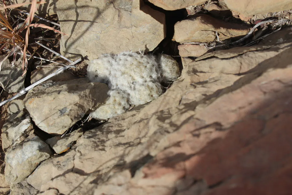 Small pale cluster wedged between rock slabs.