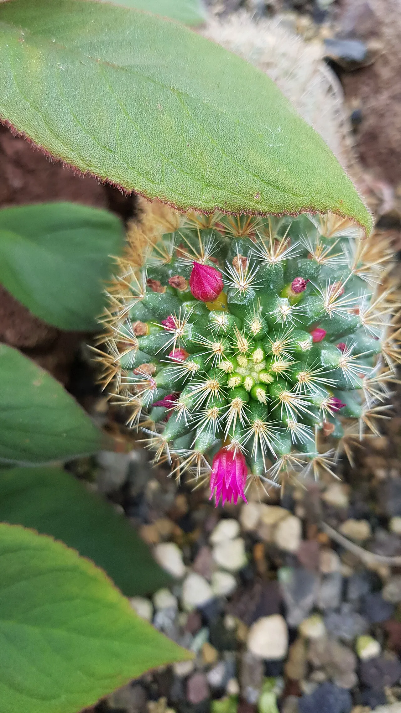 Top view of green tubercles and pink structures.