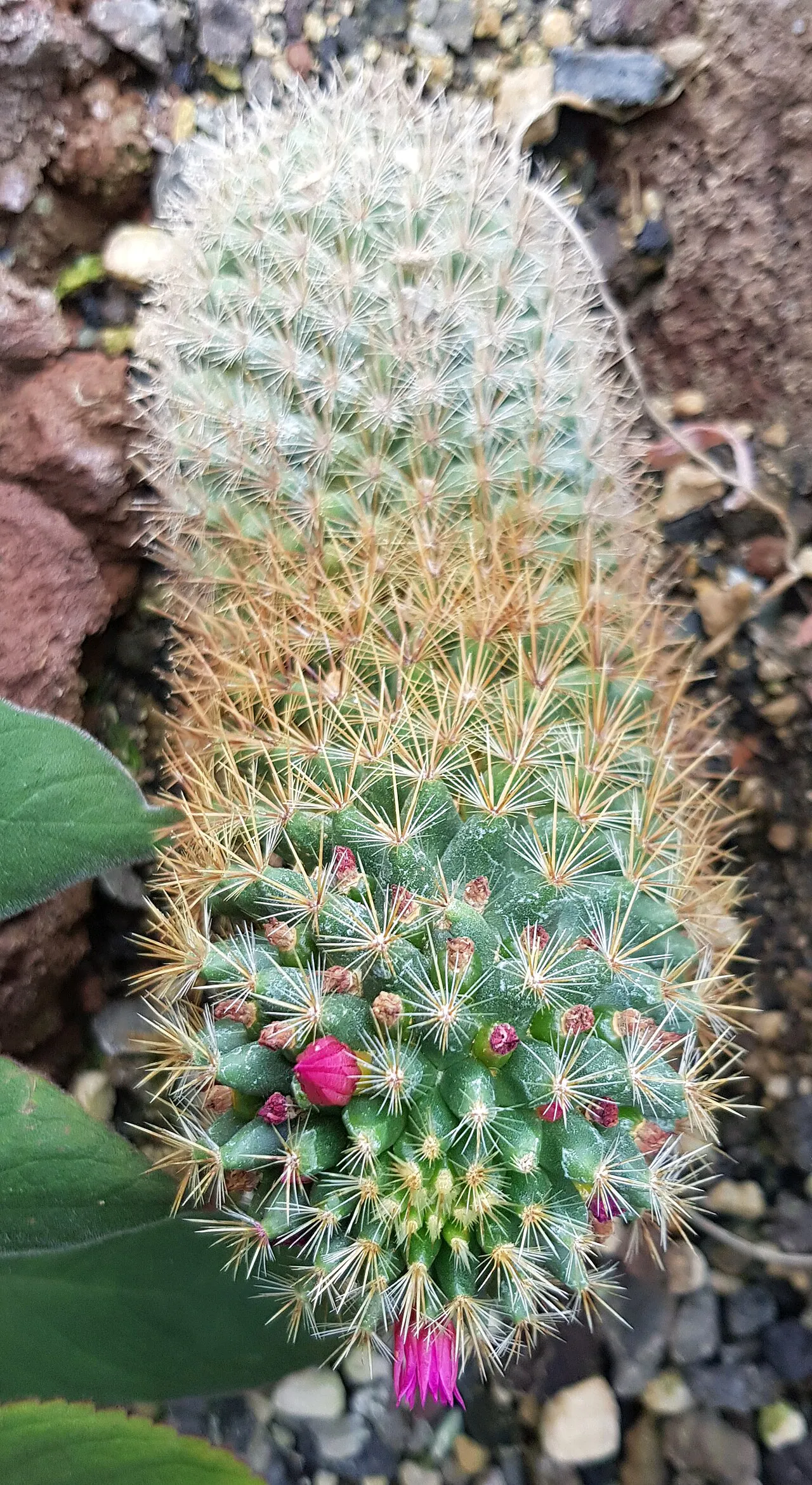 Elongated stem with contrasting bands of spines.
