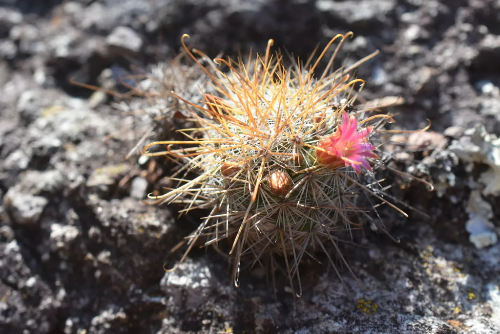 Small pink bloom beside the spiny crown.