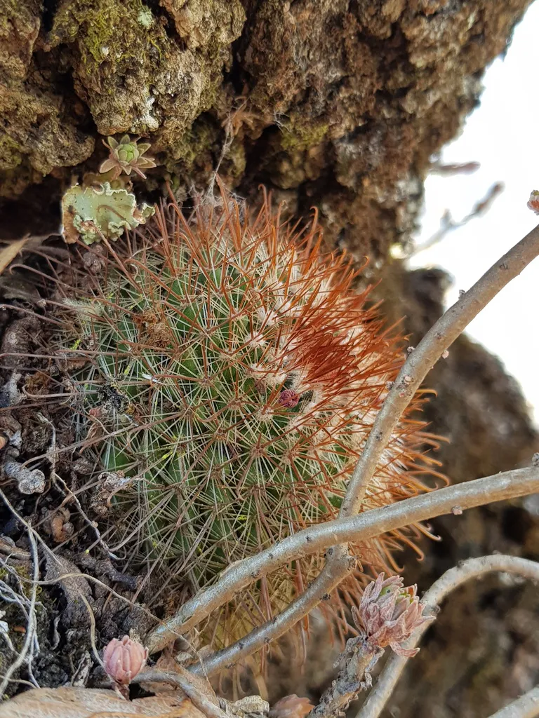 Reddish and pale spines across the upper stem.