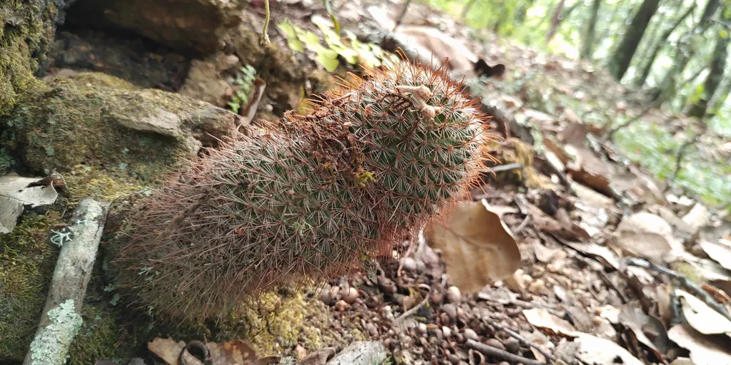 Spiny stems against loose stones.