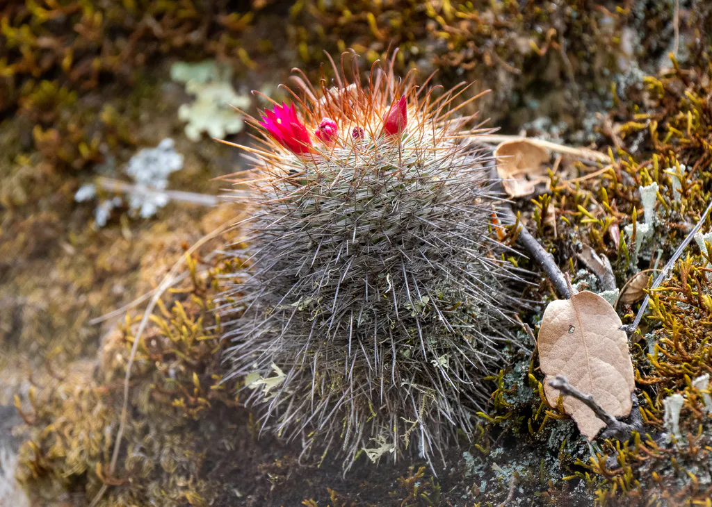 Pink flowers around a densely spined crown.