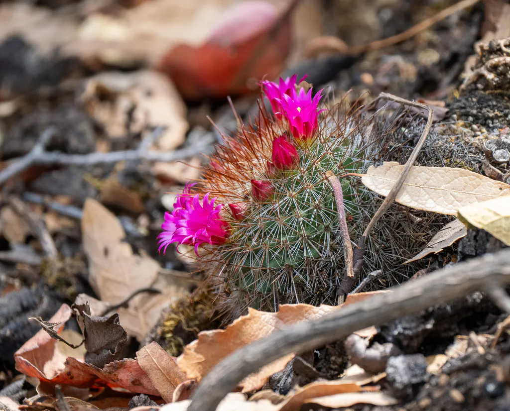 Bright pink blooms above the stem.