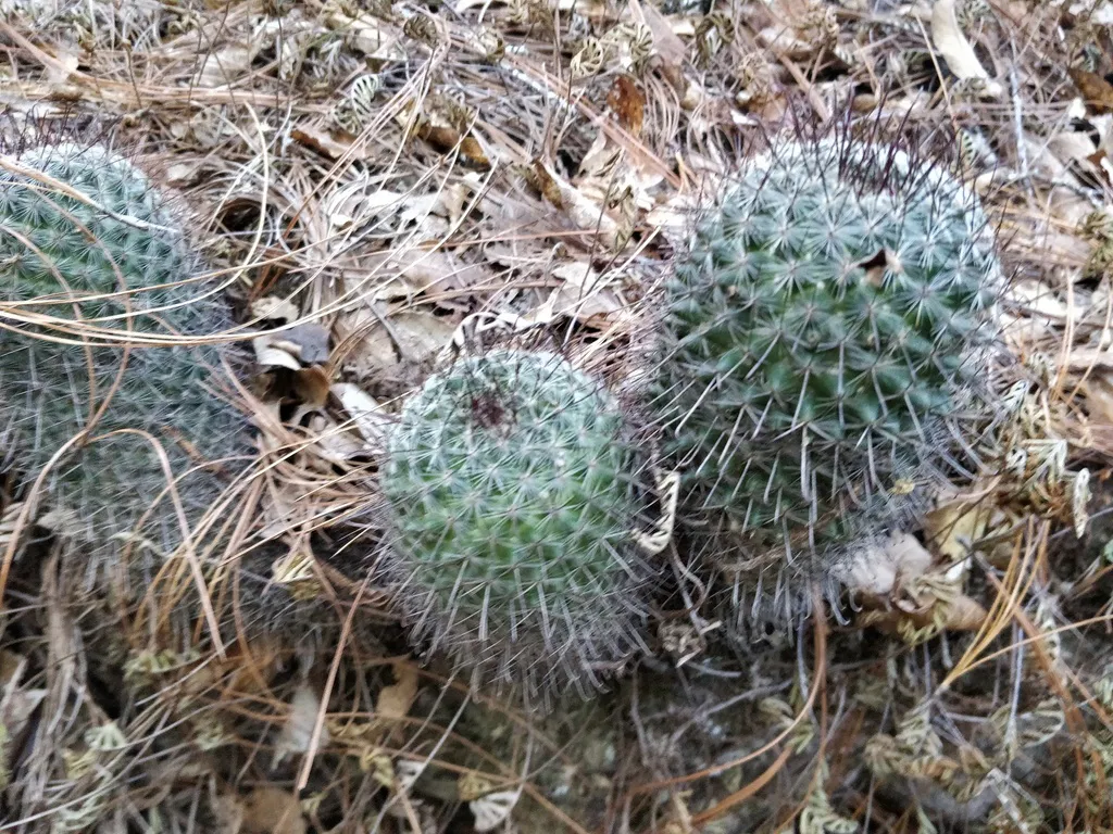 Two rounded stems with tangled pale spines.