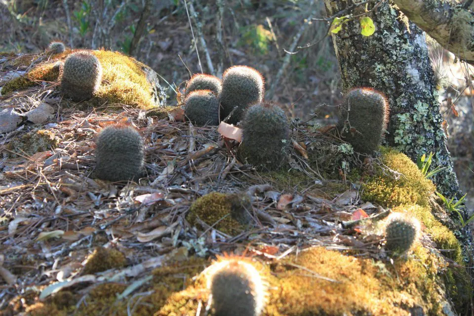 Multiple cacti scattered across rocky ground.