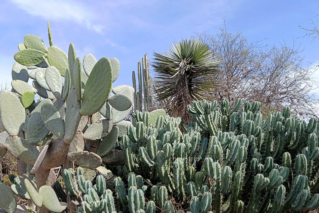 Blue-green columns among other outdoor succulents.