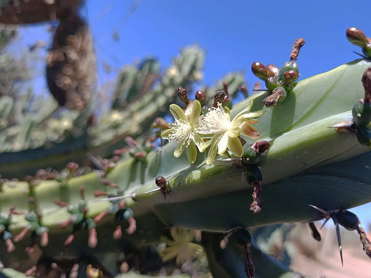 Pale flowers along a ribbed stem.
